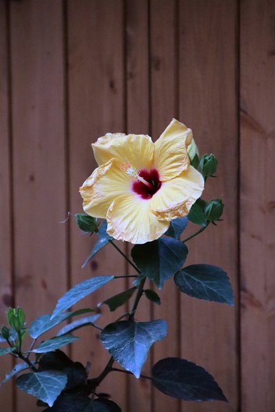 Flora-011