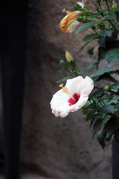 Flora-012