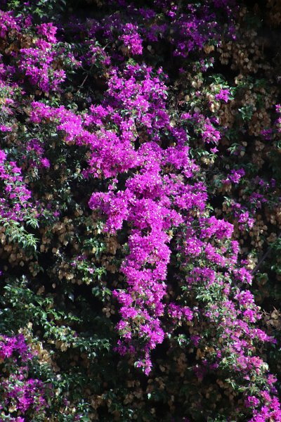 Flora-014