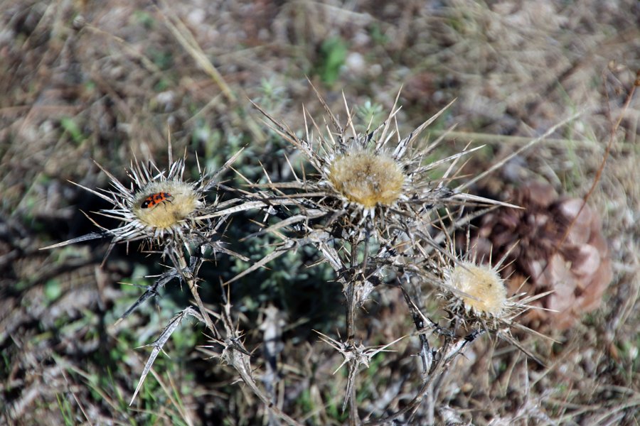 Flora-016