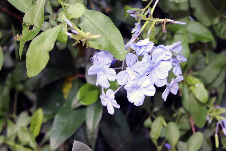 Flora-017