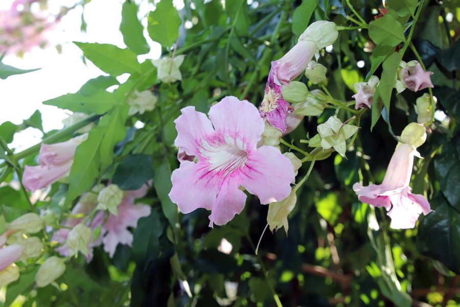 Flora-018