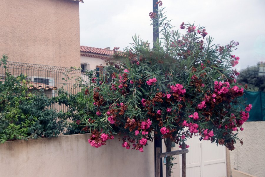 Flora-020