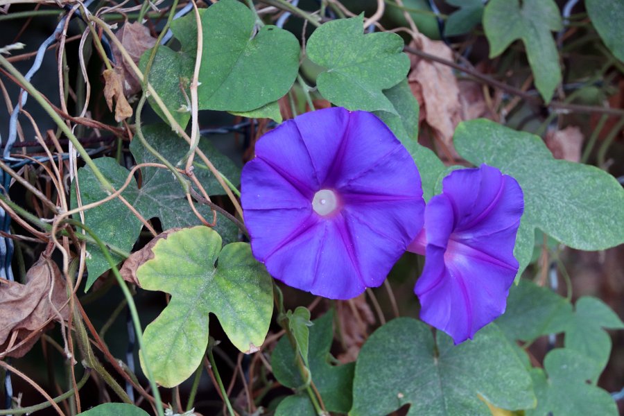 Flora-021