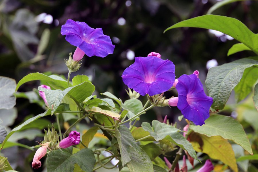 Flora-022
