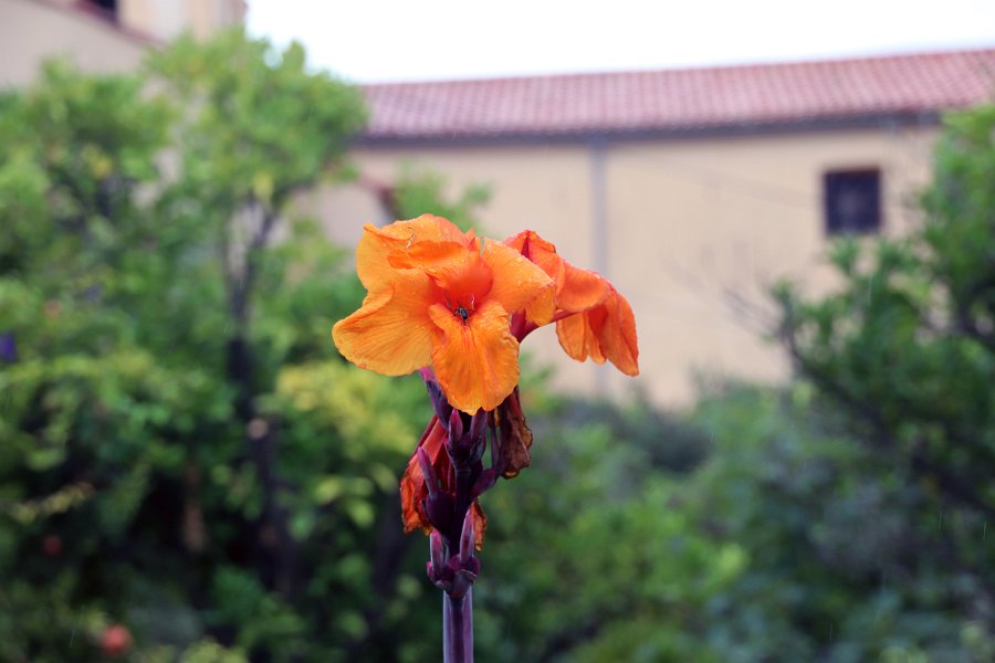 Flora-023