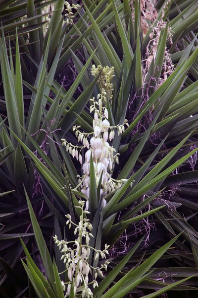 Flora-027