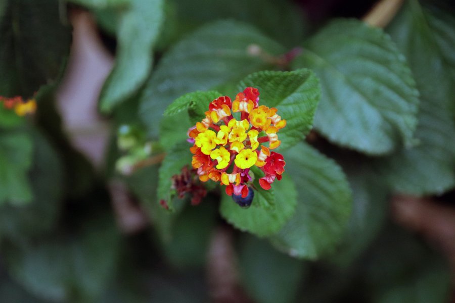 Flora-028