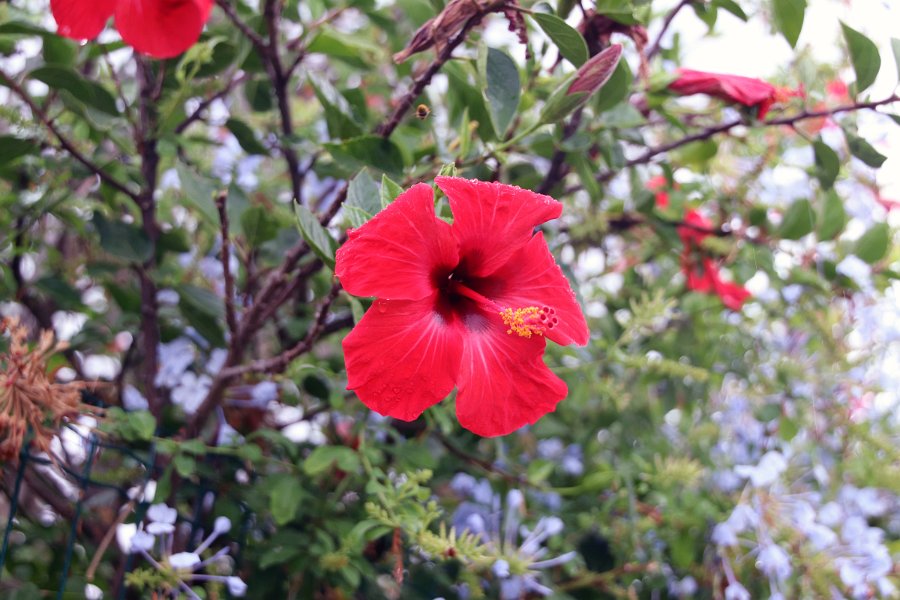 Flora-029