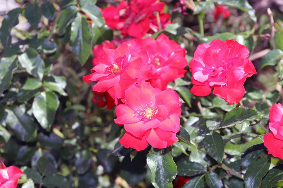 Flora-033