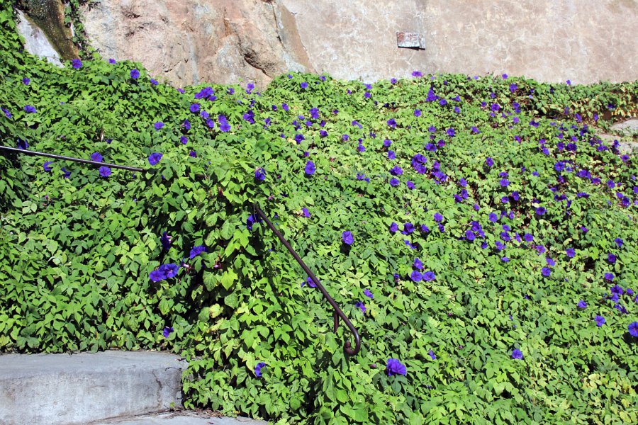 Flora-035
