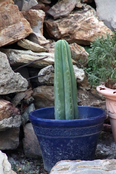 Flora-042