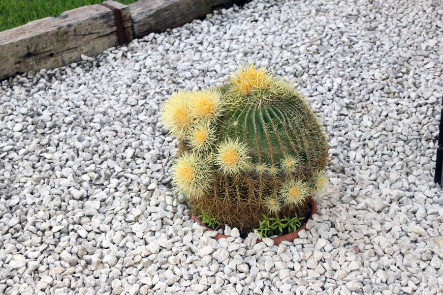 Flora-044