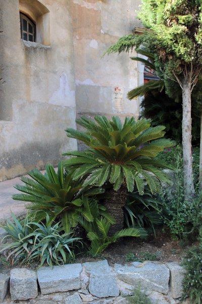 Flora-048