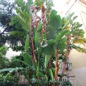 Flora-001
