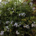 Flora-002