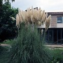 Flora-005
