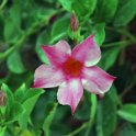 Flora-006