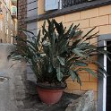 Flora-007