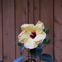 Flora-011
