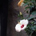 Flora-012