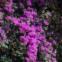 Flora-014