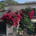 Flora-015