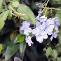 Flora-017