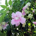 Flora-018