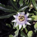 Flora-019