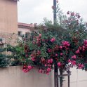 Flora-020