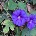 Flora-021
