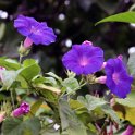 Flora-022