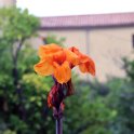 Flora-023