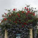 Flora-024