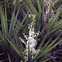 Flora-027