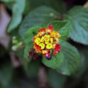 Flora-028