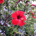 Flora-029