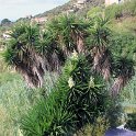 Flora-030