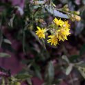 Flora-032