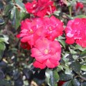 Flora-033
