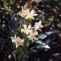 Flora-034
