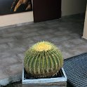 Flora-043