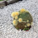 Flora-044