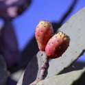 Flora-047