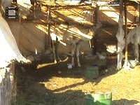Village1