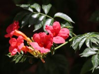 FFl-004