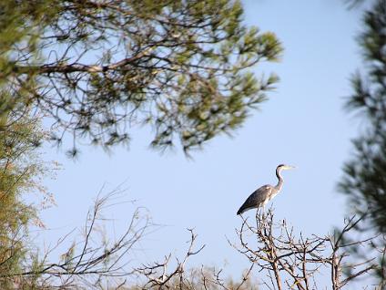 Dag3-Camargue-00005