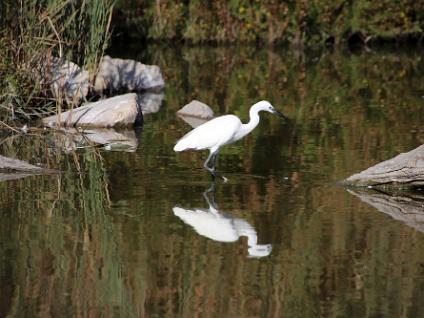 Dag3-Camargue-00006