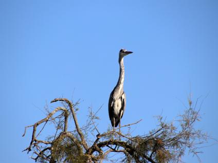 Dag3-Camargue-00008